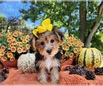 Image preview for Ad Listing. Nickname: Bella