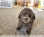 Small #3 ShihPoo