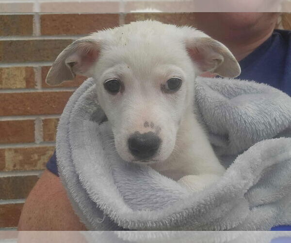 Medium Photo #1 Mutt Puppy For Sale in Candler, NC, USA