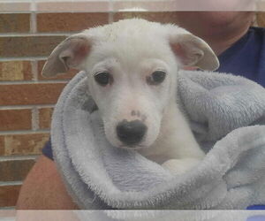 Mutt Dogs for adoption in Candler, NC, USA