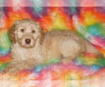 Small #3 Labradoodle mix (+ Poodle Standard)