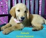 Small Photo #3 Golden Retriever Puppy For Sale in SACRAMENTO, CA, USA