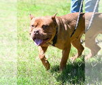 Small American Bulldog Mix
