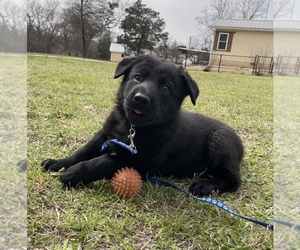 German Shepherd Dog Puppy for Sale in WACO, Texas USA