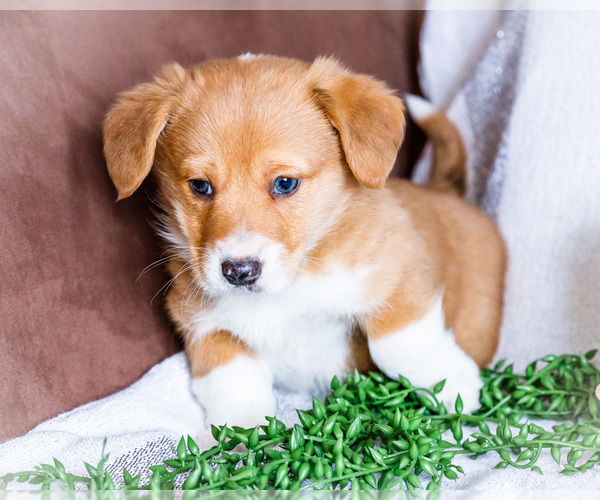 Medium Photo #2 Dorgi Puppy For Sale in WAKARUSA, IN, USA