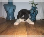 Small Photo #14 Akita Puppy For Sale in UNION CITY, GA, USA