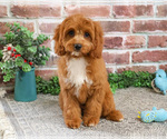 Small #6 Cavapoo (Miniature)