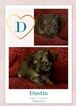 Small Photo #5 ShiChi Puppy For Sale in YOUNGSVILLE, NC, USA