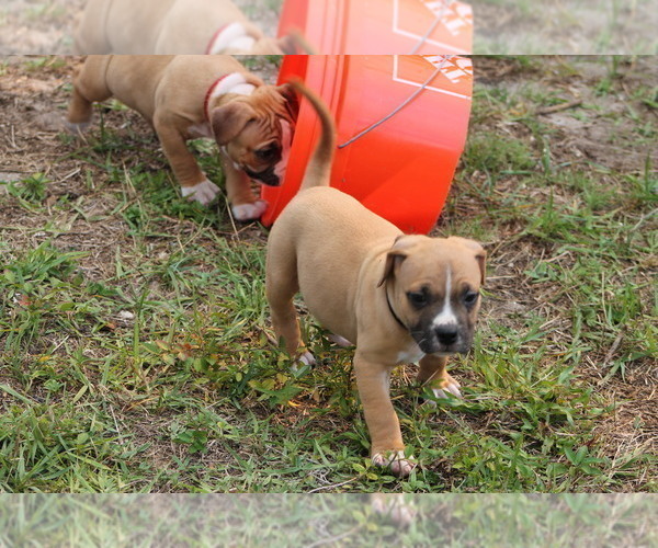 Medium Photo #17 American Pit Bull Terrier Puppy For Sale in NAPLES, FL, USA