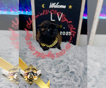 Small #3 Shih Tzu