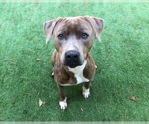 American Staffordshire Terrier Dogs for adoption in Raleigh, NC, USA