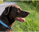 Small #2 Labrador Retriever