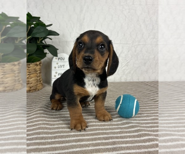 Medium Photo #5 Dachshund Puppy For Sale in GREENFIELD, IN, USA