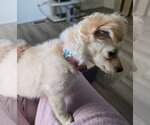 Small #3 Mutt