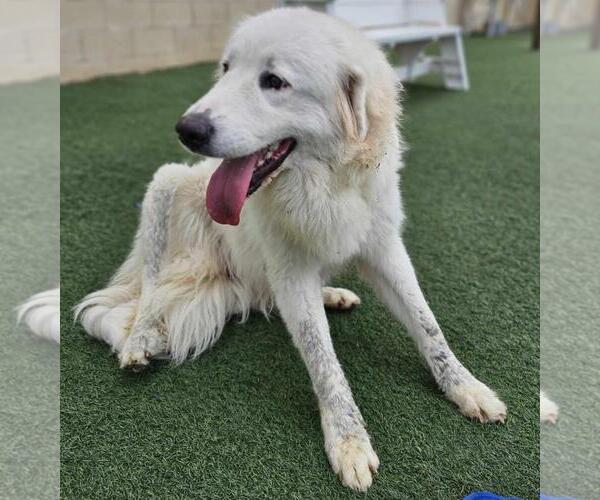 Medium Photo #5 Labrenees Puppy For Sale in Rockwall, TX, USA