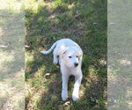 Small #6 Great Pyrenees
