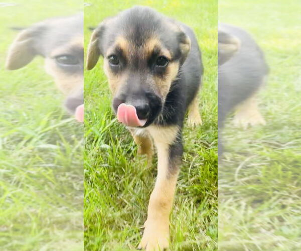 Medium Photo #6 Shollie Puppy For Sale in Princeton, MN, USA