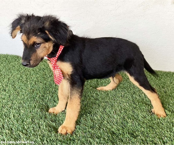 Medium Photo #3 Australian Shepherd-German Shepherd Dog Mix Puppy For Sale in San Diego, CA, USA