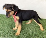 Small #2 Australian Shepherd-German Shepherd Dog Mix