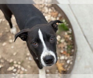 American Staffordshire Terrier-Unknown Mix Dogs for adoption in Tulsa, OK, USA