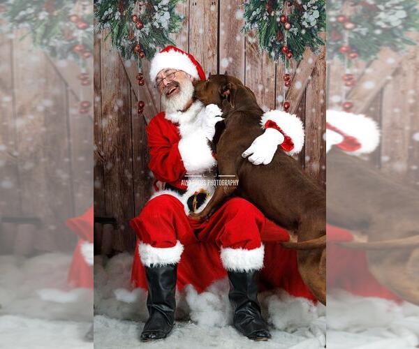 Medium Photo #4 Labrador Retriever-Unknown Mix Puppy For Sale in Rockwall, TX, USA