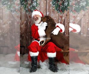 Chopo-$75 Adoption Fee! Diamond Dog! - Male Labrador Retriever-Unknown Mix Dog for Adoption - Photo #4