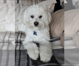 Maltese-Unknown Mix Dogs for adoption in Escondido, CA, USA