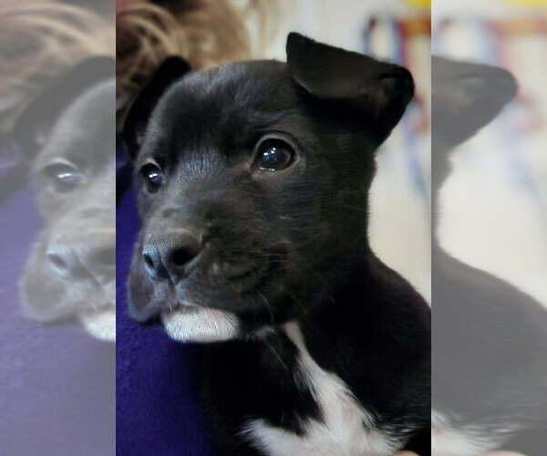 Medium Photo #5 Mutt Puppy For Sale in Candler, NC, USA