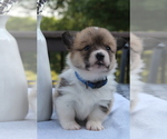 Small #3 Pembroke Welsh Corgi