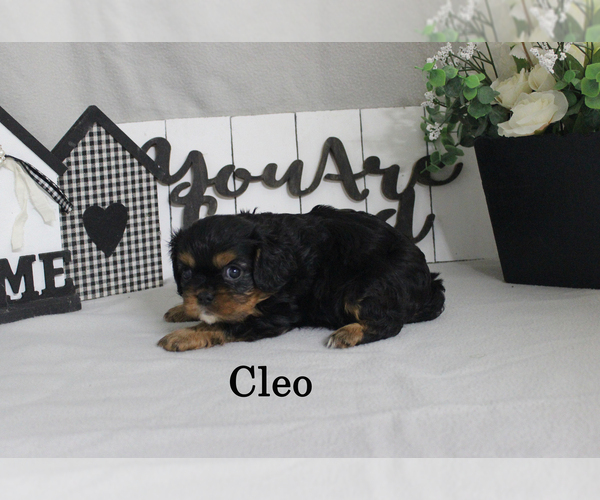 Medium Photo #9 Cavalier King Charles Spaniel Puppy For Sale in CHANUTE, KS, USA