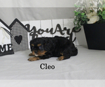 Small #8 Cavalier King Charles Spaniel