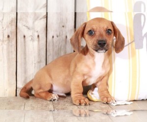 Dachshund Puppy for sale in MOUNT VERNON, OH, USA