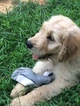 Small Photo #4 Goldendoodle Puppy For Sale in GRANDIN, MO, USA