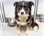 Small #1 Border Collie