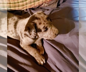 Australian Cattle Dog-Labrador Retriever Mix Puppy for sale in BERKELEY SPRINGS, WV, USA