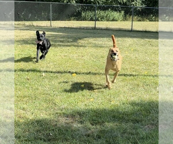 Medium Photo #28 Mutt Puppy For Sale in Fargo, ND, USA