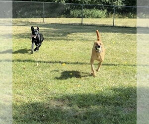 Quinta - Female Mutt Dog for Adoption - Photo #28