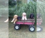 Small Photo #1 Goldendoodle Puppy For Sale in DAYTON, VA, USA