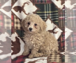 Poodle (Miniature) Puppy for sale in DUNDEE, OH, USA