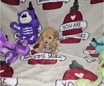 Puppy Anna Poodle (Toy)