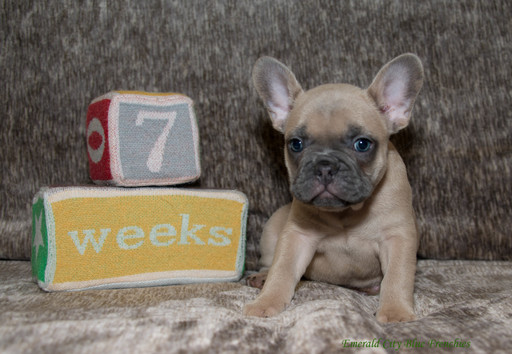 Medium Photo #7 French Bulldog Puppy For Sale in EVERETT, WA, USA
