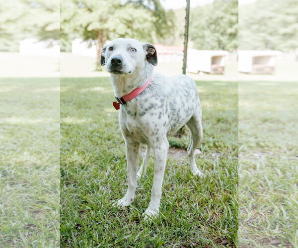 Medium Photo #1 Labmatian Puppy For Sale in Attalka, AL, USA