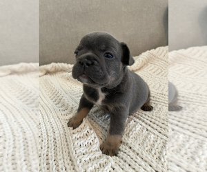 French Bulldog Puppy for sale in HENDERSON, NV, USA