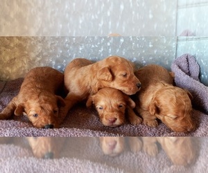 Goldendoodle-Poodle (Miniature) Mix Puppy for sale in HINCKLEY, MN, USA