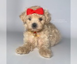 Small Photo #4 Maltipoo Puppy For Sale in BREA, CA, USA
