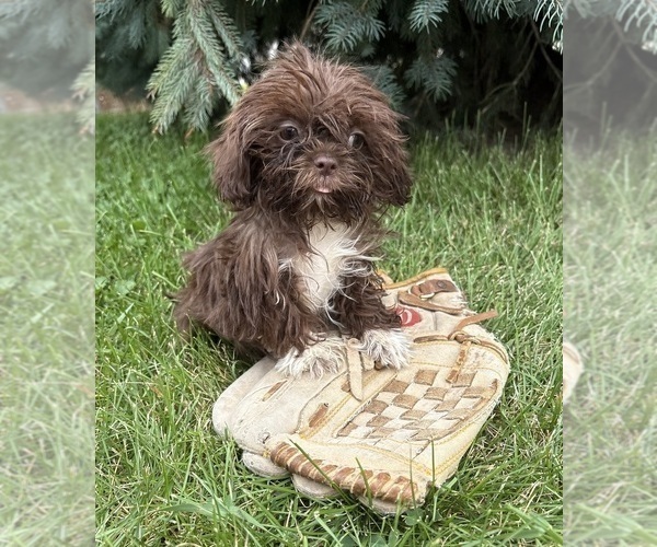 Medium Photo #2 Shih Tzu Puppy For Sale in MIDDLEBURY, IN, USA