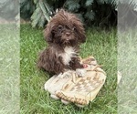 Small #1 Shih Tzu