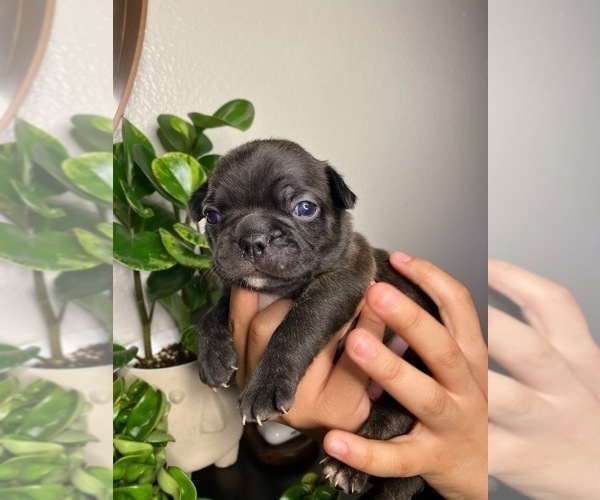 Medium Photo #1 Faux Frenchbo Bulldog Puppy For Sale in RIVERSIDE, CA, USA