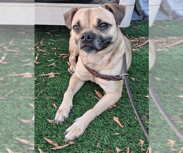 Medium Photo #1 Pug-Unknown Mix Puppy For Sale in Chula Vista, CA, USA