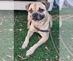 Pug-Unknown Mix Dogs for adoption in Chula Vista, CA, USA